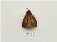 藏品(多紋枯葉蛾)的圖片